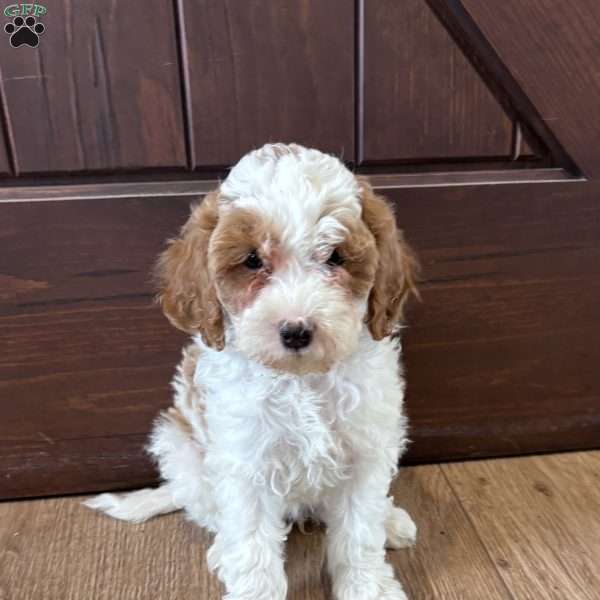 Chloe – Mini F1b, Cockapoo Puppy