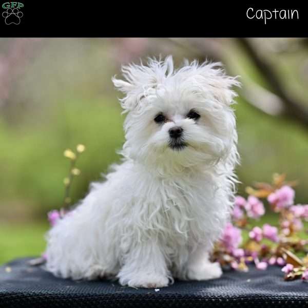 Captain, Maltese Puppy