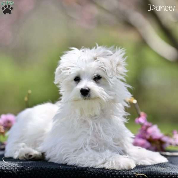Dancer, Maltese Puppy