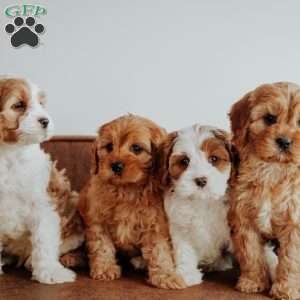 Opal, Cavapoo Puppy