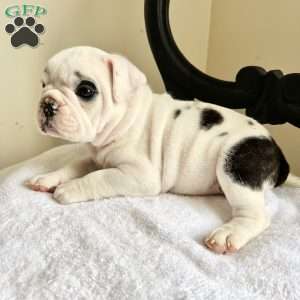 Spotty, English Bulldog Puppy