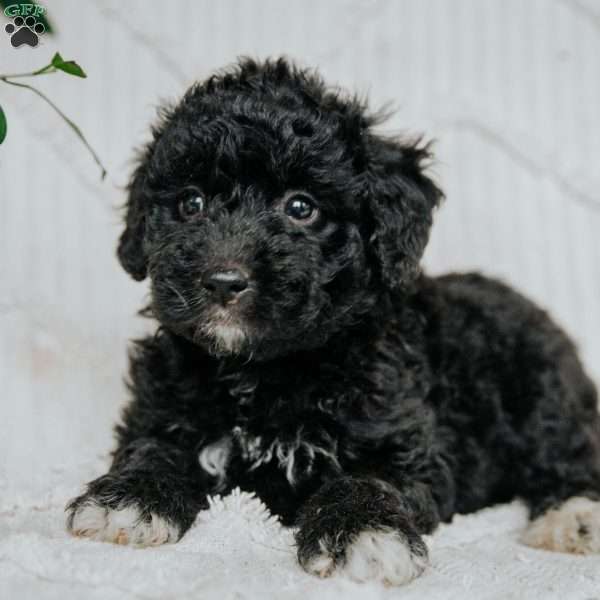 Kate, Mini Golden Mountain Doodle Puppy