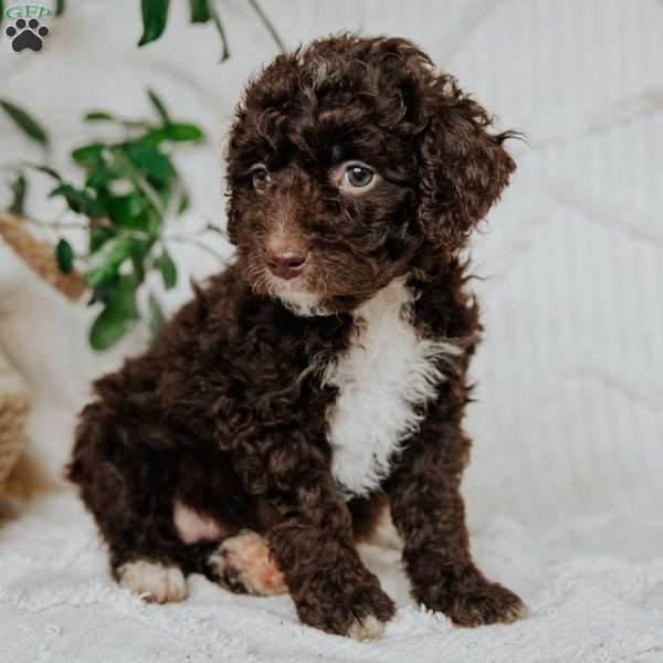 Kora, Mini Golden Mountain Doodle Puppy