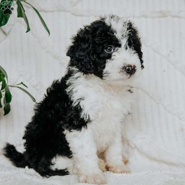 Kody, Mini Golden Mountain Doodle Puppy