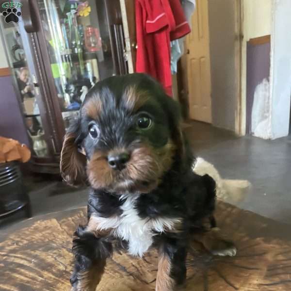 Milly, Cavapoo Puppy