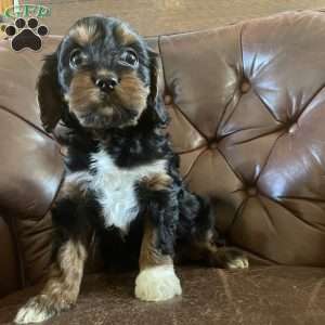 Milly, Cavapoo Puppy