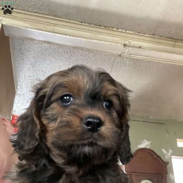 Freddy, Cavapoo Puppy
