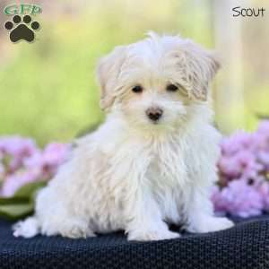 Scout, Maltipoo Puppy