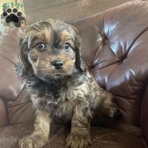 Teddy, Cavapoo Puppy