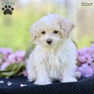Scout, Maltipoo Puppy