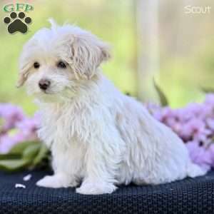 Scout, Maltipoo Puppy
