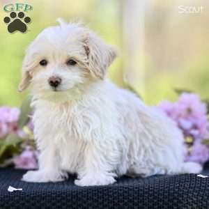 Scout, Maltipoo Puppy