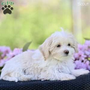Scout, Maltipoo Puppy