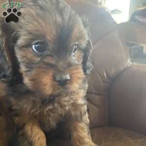 Freddy, Cavapoo Puppy