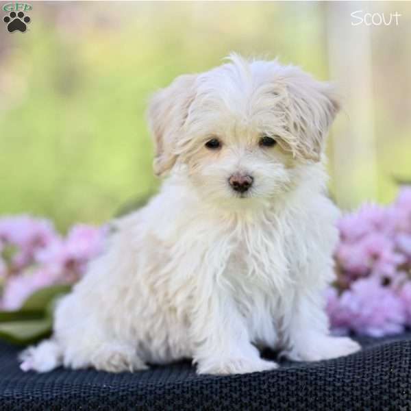 Scout, Maltipoo Puppy