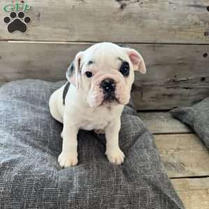 Spotty, English Bulldog Puppy