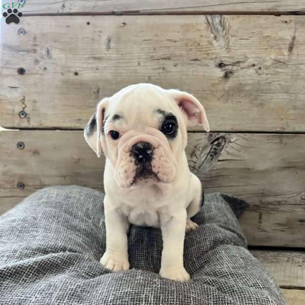Spotty, English Bulldog Puppy