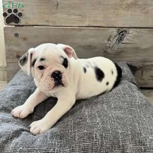 Spotty, English Bulldog Puppy