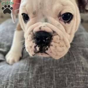 MINI, English Bulldog Puppy