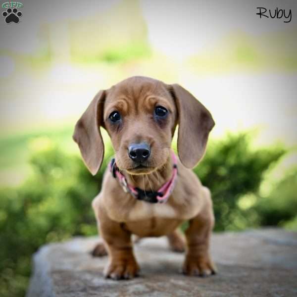 Ruby, Dachshund Puppy