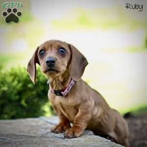 Ruby, Dachshund Puppy