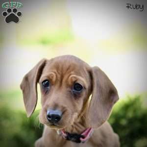 Ruby, Dachshund Puppy
