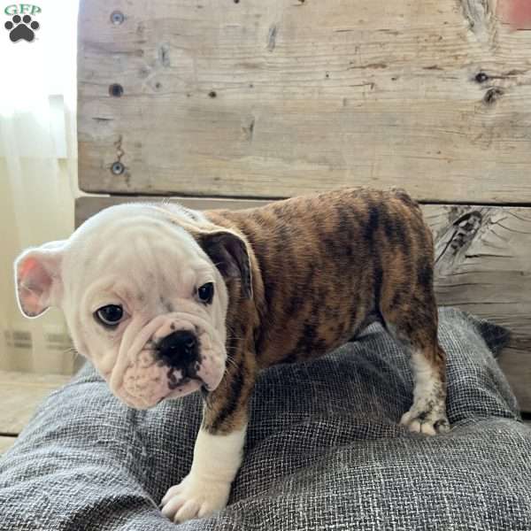 MINI, English Bulldog Puppy
