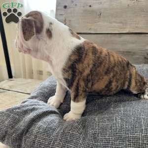 MINI, English Bulldog Puppy