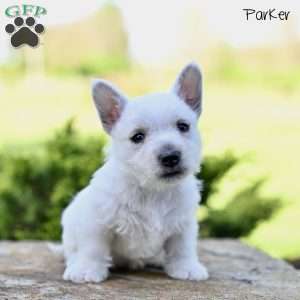 Parker, West Highland Terrier Puppy
