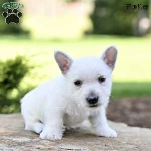 Parker, West Highland Terrier Puppy