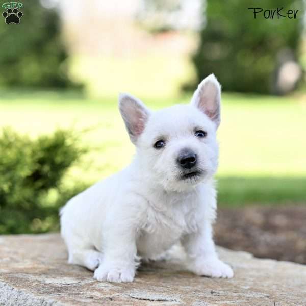 Parker, West Highland Terrier Puppy