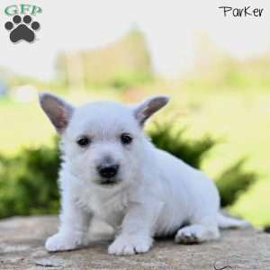Parker, West Highland Terrier Puppy