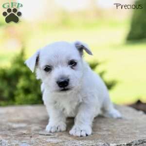 Precious, West Highland Terrier Puppy