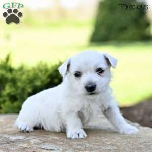 Precious, West Highland Terrier Puppy