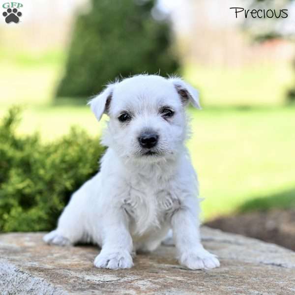 Precious, West Highland Terrier Puppy
