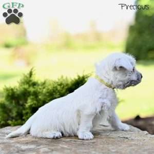 Precious, West Highland Terrier Puppy