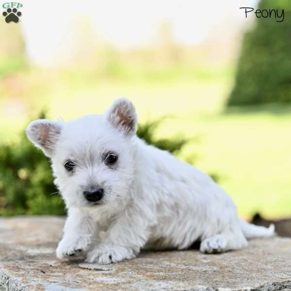 Peony, West Highland Terrier Puppy