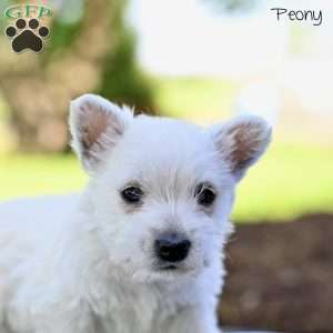 Peony, West Highland Terrier Puppy