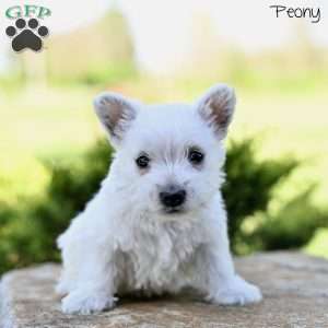 Peony, West Highland Terrier Puppy