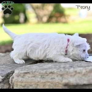 Peony, West Highland Terrier Puppy
