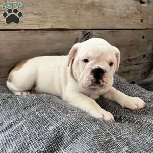 Butterscotch, English Bulldog Puppy