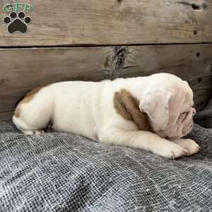 Butterscotch, English Bulldog Puppy