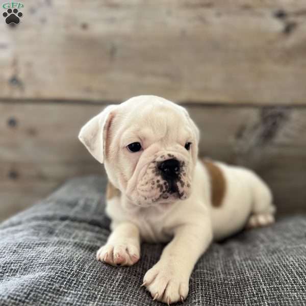 Butterscotch, English Bulldog Puppy