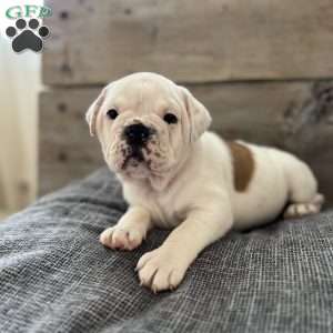 Butterscotch, English Bulldog Puppy