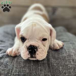 Hank, English Bulldog Puppy