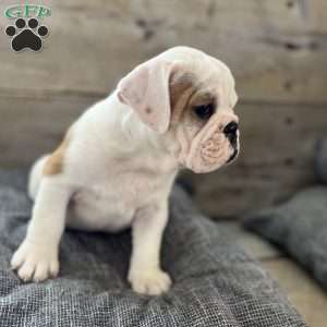 Hank, English Bulldog Puppy