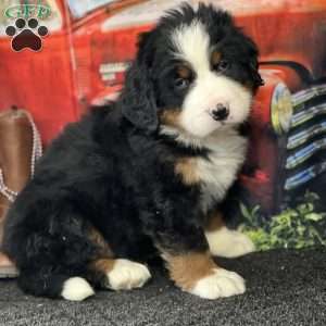 Tofu, Bernese Mountain Dog Puppy
