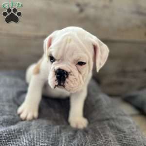 Hank, English Bulldog Puppy