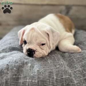 Hank, English Bulldog Puppy