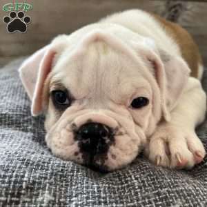 Hank, English Bulldog Puppy